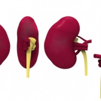 Memoria USB en PVC 3D diseño Higado