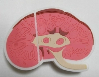 Memoria USB en PVC 2D diseño Riñon